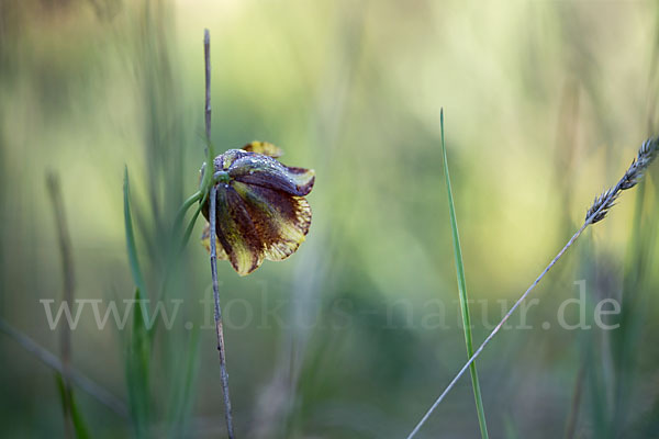 Messina-Schachblume (Fritillaria messanensis)