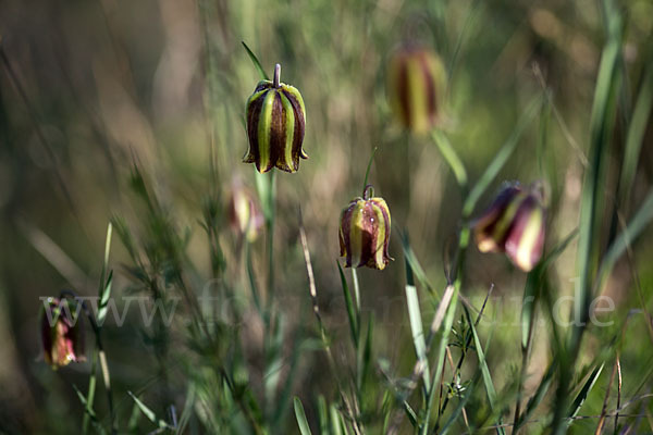 Messina-Schachblume (Fritillaria messanensis)