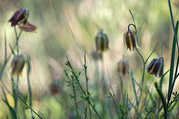 Messina-Schachblume (Fritillaria messanensis)