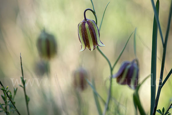 Messina-Schachblume (Fritillaria messanensis)