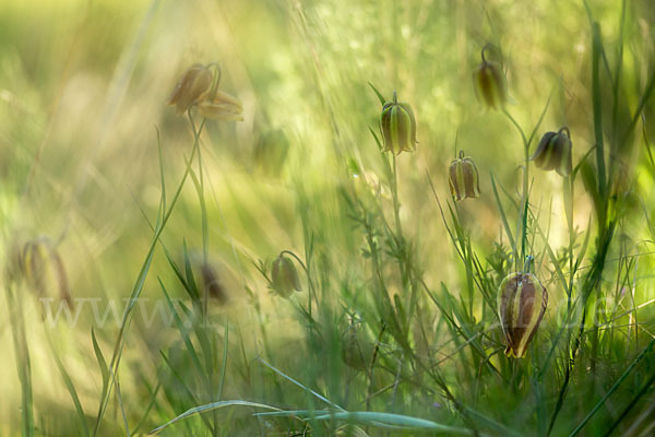 Messina-Schachblume (Fritillaria messanensis)