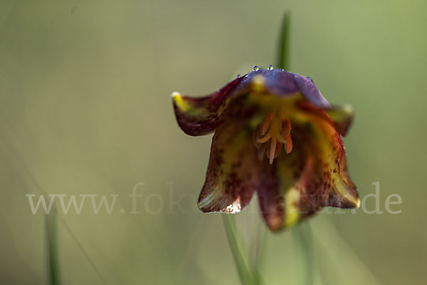 Messina-Schachblume (Fritillaria messanensis)