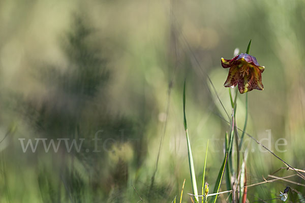 Messina-Schachblume (Fritillaria messanensis)