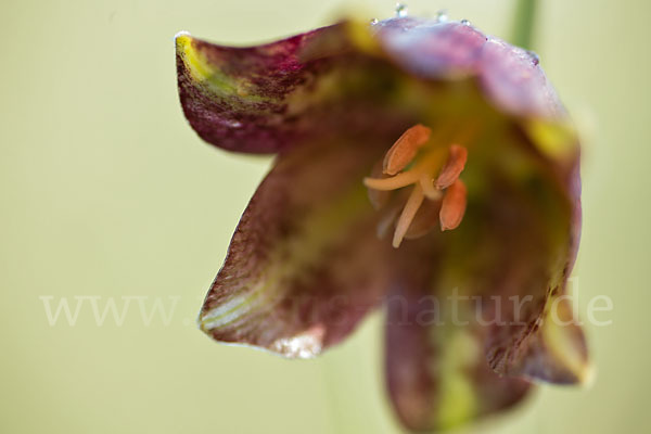 Messina-Schachblume (Fritillaria messanensis)