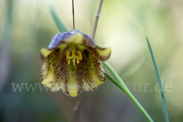 Messina-Schachblume (Fritillaria messanensis)