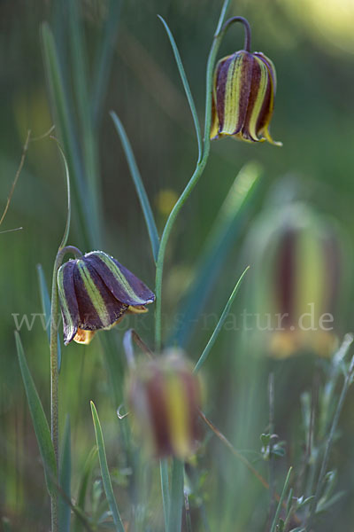 Messina-Schachblume (Fritillaria messanensis)