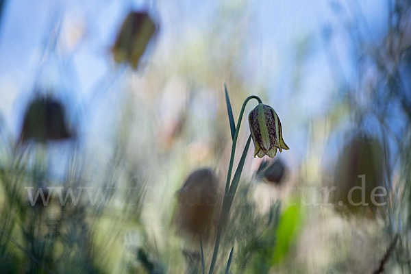 Messina-Schachblume (Fritillaria messanensis)