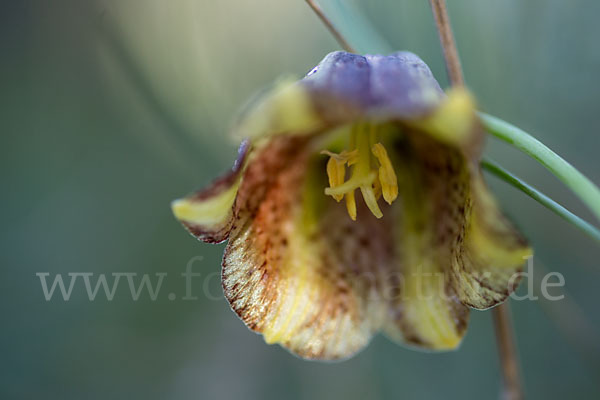 Messina-Schachblume (Fritillaria messanensis)