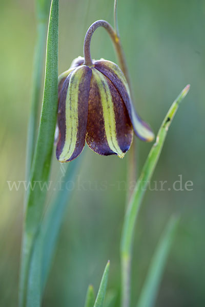 Messina-Schachblume (Fritillaria messanensis)