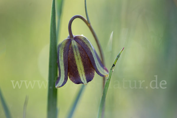 Messina-Schachblume (Fritillaria messanensis)