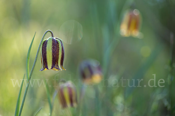 Messina-Schachblume (Fritillaria messanensis)