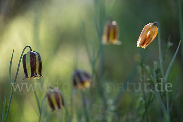 Messina-Schachblume (Fritillaria messanensis)