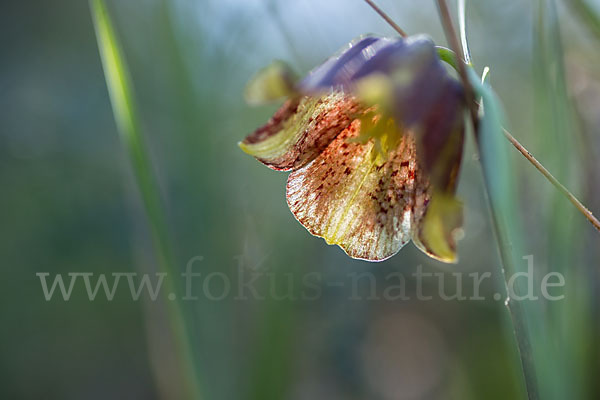 Messina-Schachblume (Fritillaria messanensis)