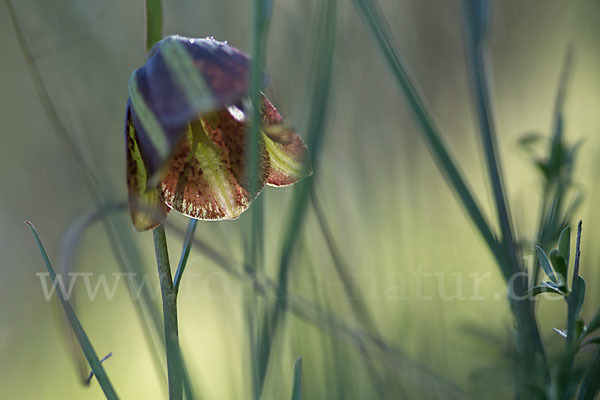 Messina-Schachblume (Fritillaria messanensis)