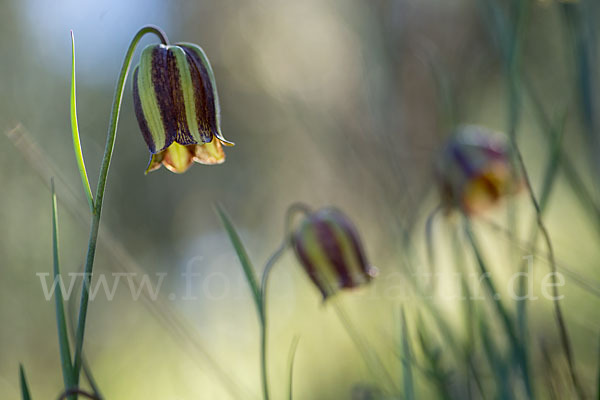 Messina-Schachblume (Fritillaria messanensis)