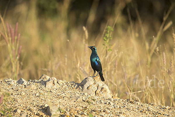 Messingglanzstar (Lamprotornis chloropterus)