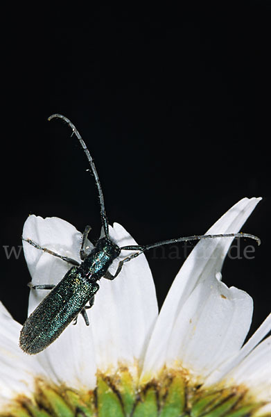 Metallfarbener Distelbock (Agapanthia violacea)