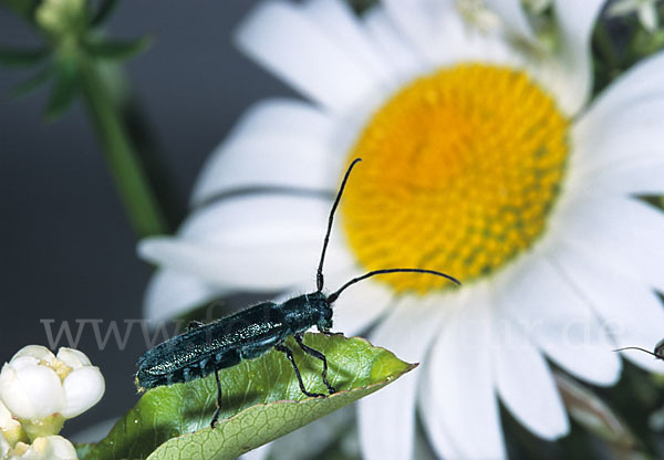 Metallfarbener Distelbock (Agapanthia violacea)