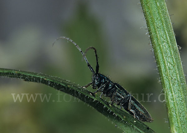 Metallfarbener Distelbock (Agapanthia violacea)