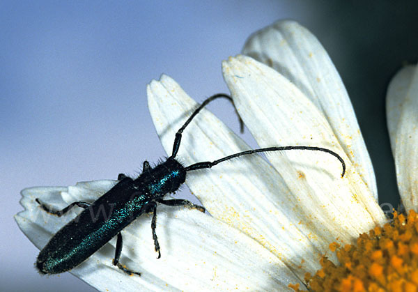 Metallfarbener Distelbock (Agapanthia violacea)