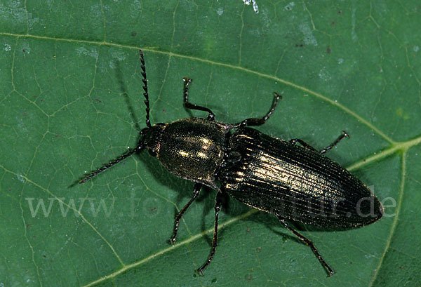 Metallglänzender Rindenschnellkäfer (Ctenicera pectinicornis)