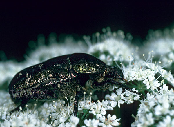 Metallischer Rosenkäfer (Protaetia metallica)