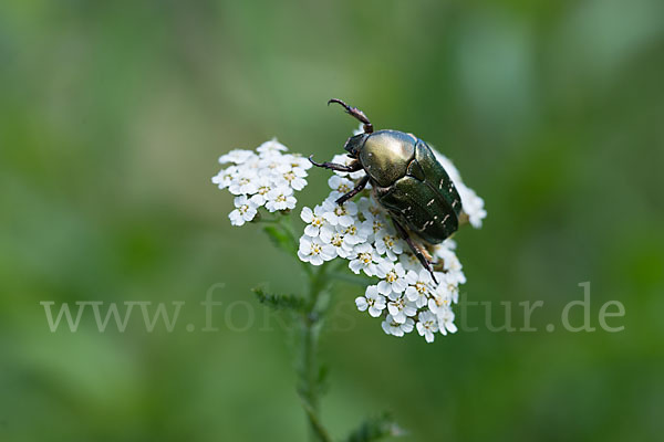 Metallischer Rosenkäfer (Protaetia metallica)