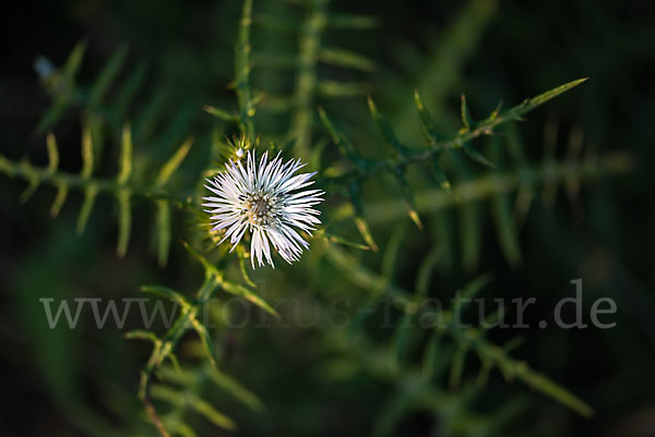 Milchfleckdistel (Galactites tomentosa)