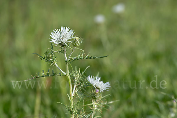 Milchfleckdistel (Galactites tomentosa)