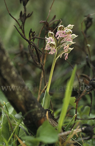 Milchweißes Knabenkraut (Orchis lactea)