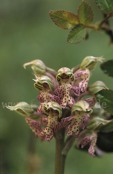 Milchweißes Knabenkraut (Orchis lactea)