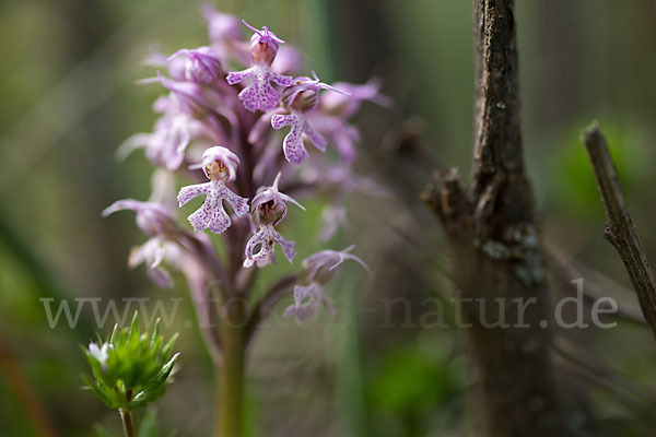 Milchweißes Knabenkraut (Orchis lactea)