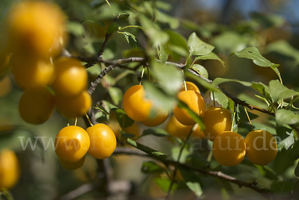 Mirabelle (Prunus domestica subsp. Syriaca)