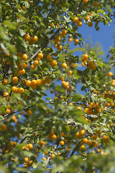 Mirabelle (Prunus domestica subsp. Syriaca)