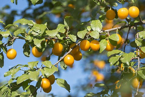 Mirabelle (Prunus domestica subsp. Syriaca)