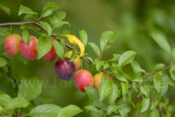 Mirabelle (Prunus domestica subsp. Syriaca)