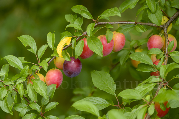 Mirabelle (Prunus domestica subsp. Syriaca)