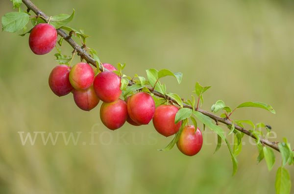 Mirabelle (Prunus domestica subsp. Syriaca)