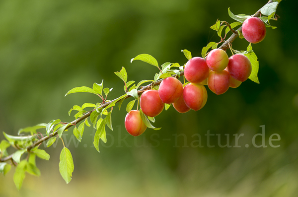 Mirabelle (Prunus domestica subsp. Syriaca)