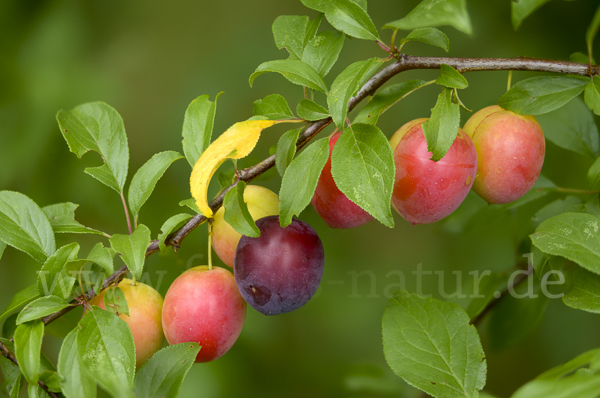 Mirabelle (Prunus domestica subsp. Syriaca)