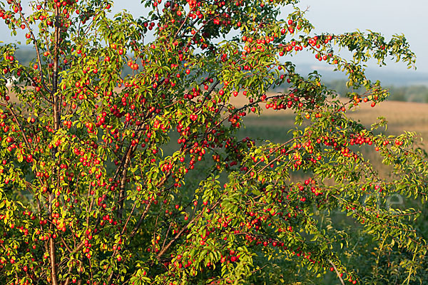 Mirabelle (Prunus domestica subsp. Syriaca)