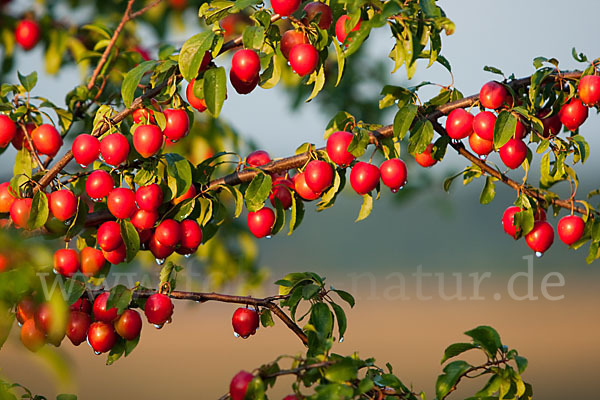 Mirabelle (Prunus domestica subsp. Syriaca)