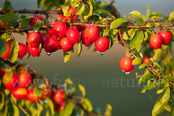 Mirabelle (Prunus domestica subsp. Syriaca)