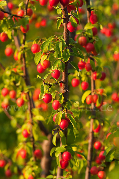 Mirabelle (Prunus domestica subsp. Syriaca)