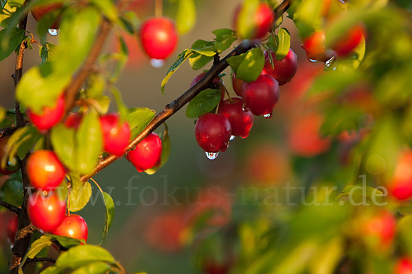 Mirabelle (Prunus domestica subsp. Syriaca)