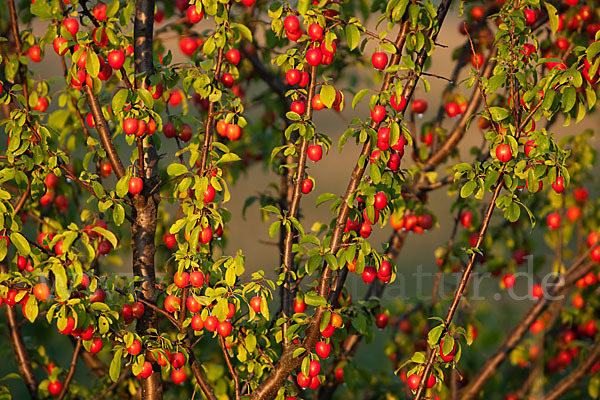 Mirabelle (Prunus domestica subsp. Syriaca)