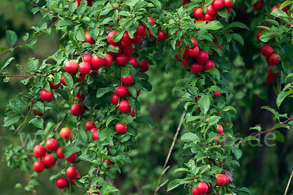 Mirabelle (Prunus domestica subsp. Syriaca)