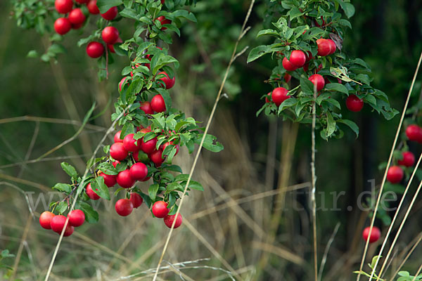 Mirabelle (Prunus domestica subsp. Syriaca)