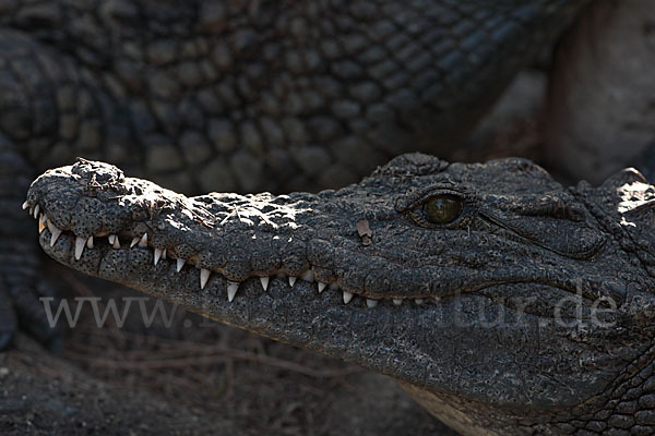 Mississippi-Alligator (Alligator mississipiensis)