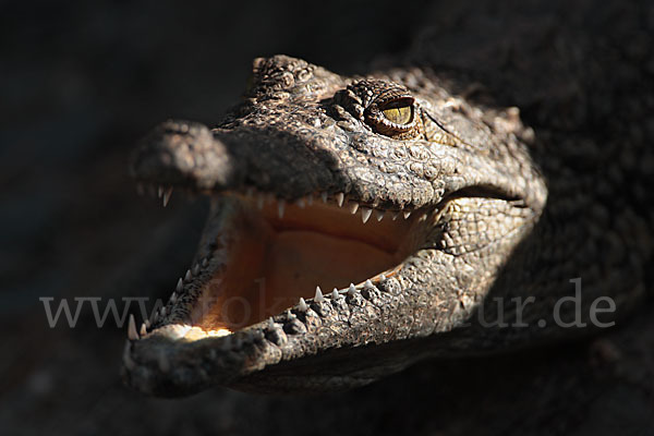 Mississippi-Alligator (Alligator mississipiensis)